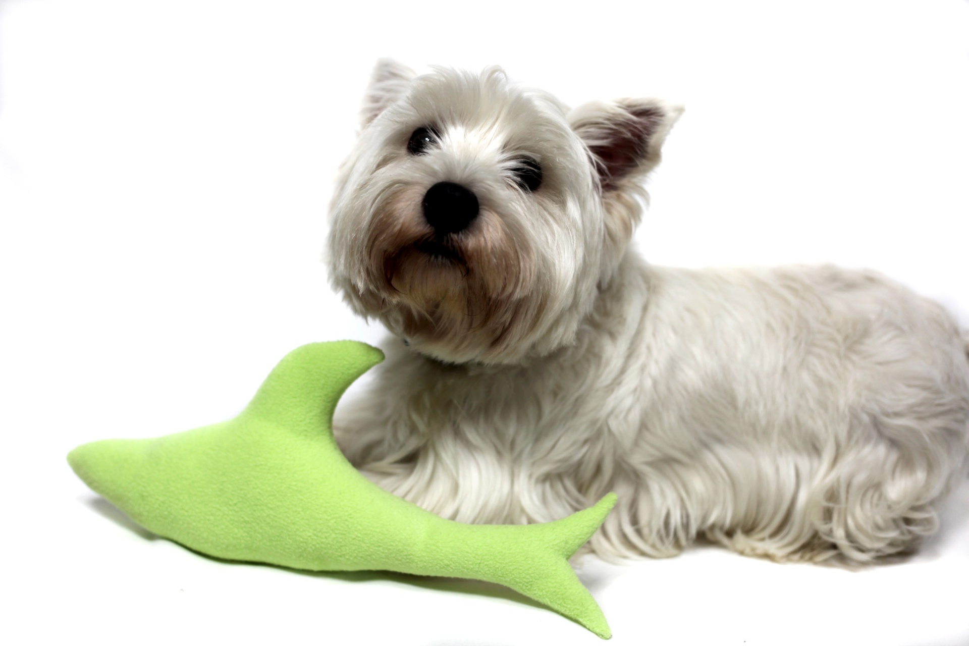 Brinquedo tubarão Leroy Merlin Portugal Cão branco com brinquedo verde em forma de peixe