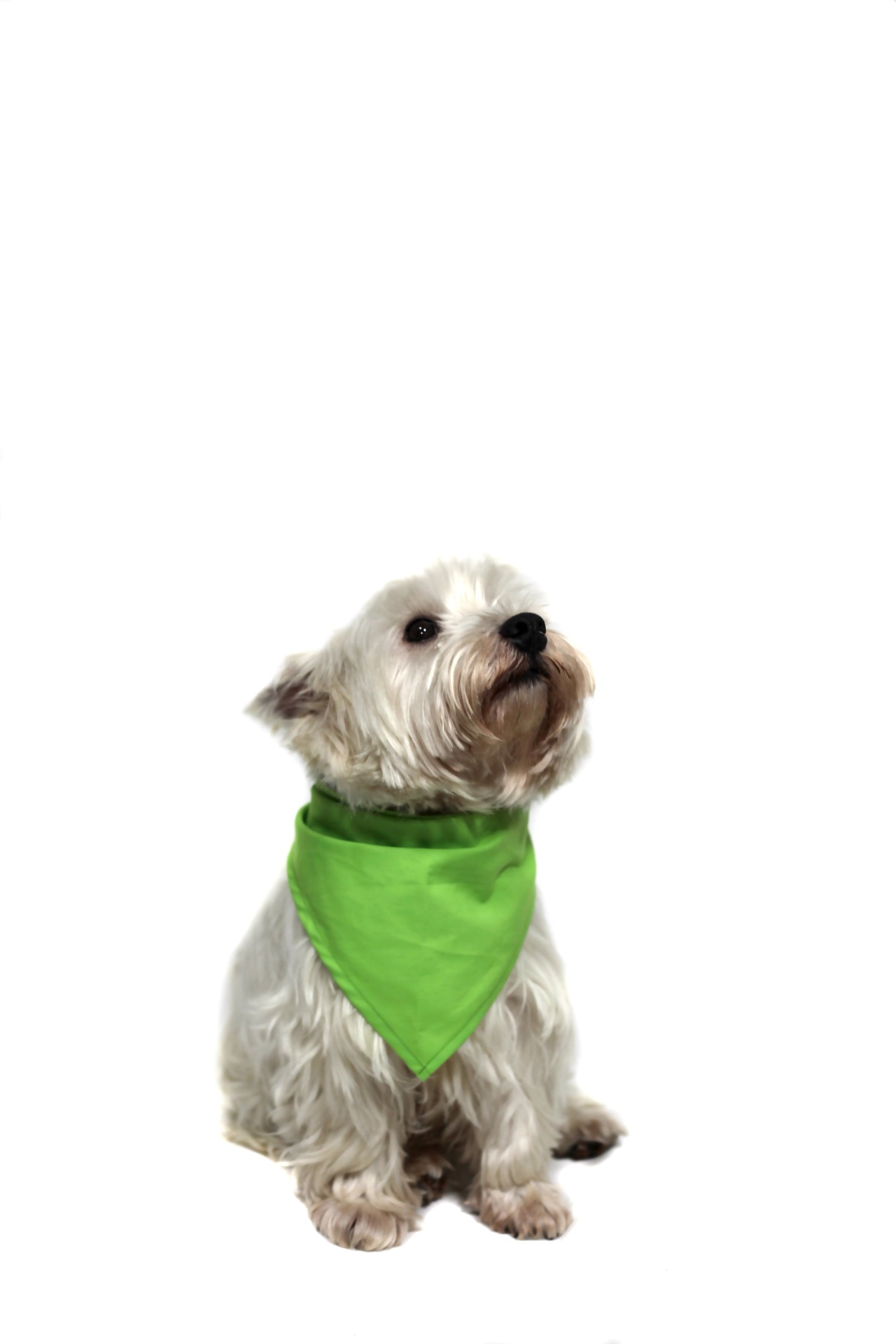 Lenço PET Leroy Merlin Portugal Cão branco com bandana verde