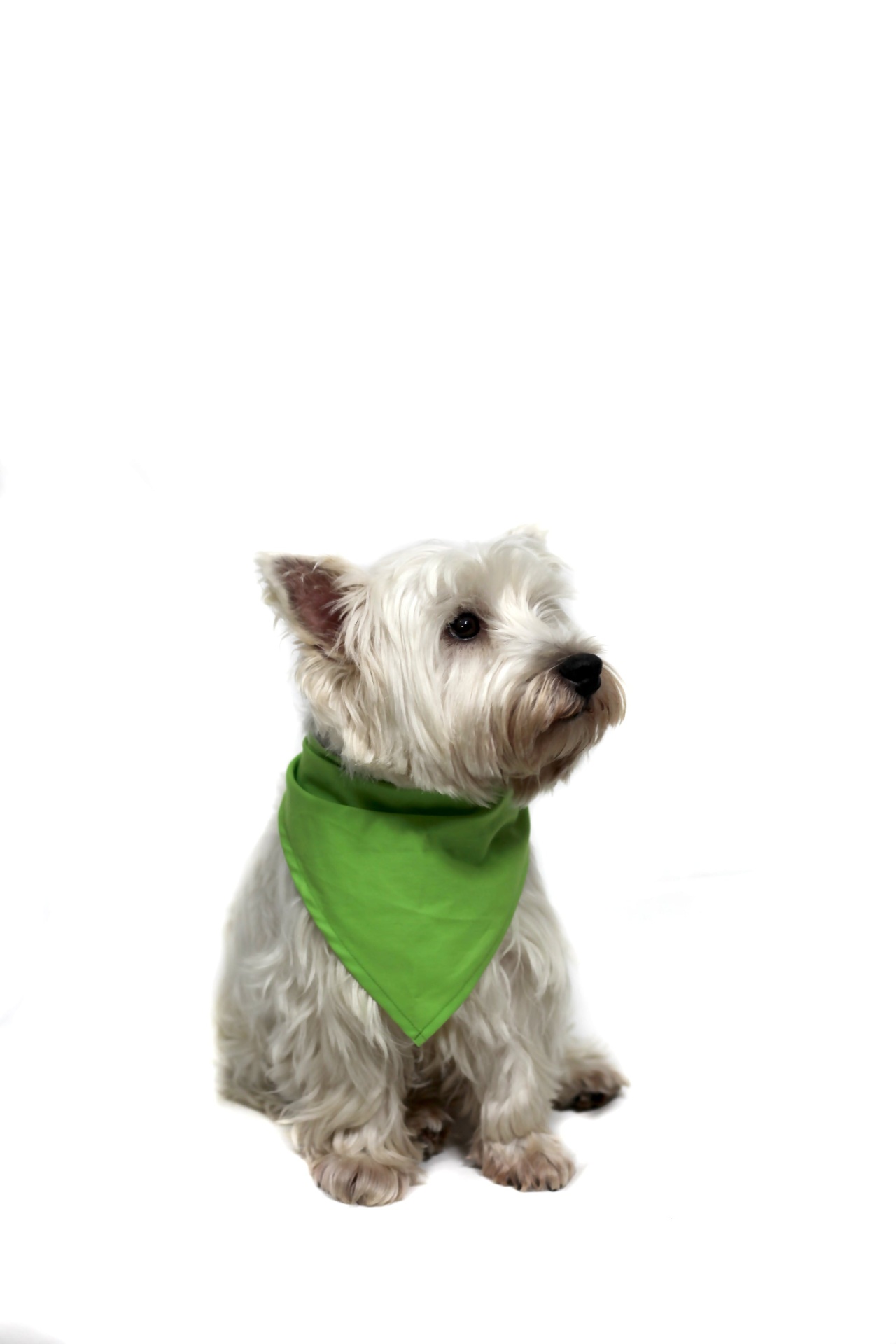 Lenço PET Leroy Merlin Portugal Cão branco com bandana verde