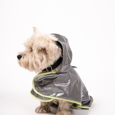 Cão pequeno com impermeável cinzento e capuz sentado em fundo branco