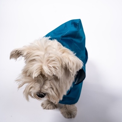 Cão com casaco impermeável azul