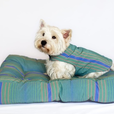 Cão branco com casaco azul esverdeado e almofada combinando