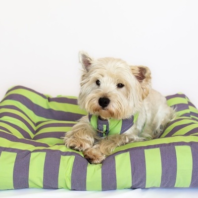 Cão deitado numa cama almofadada verde e cinzenta