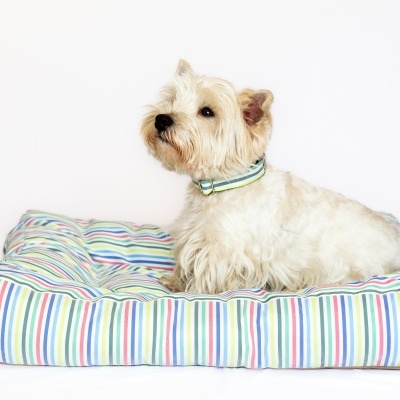 Cão branco deitado em cama colorida de riscas para animais