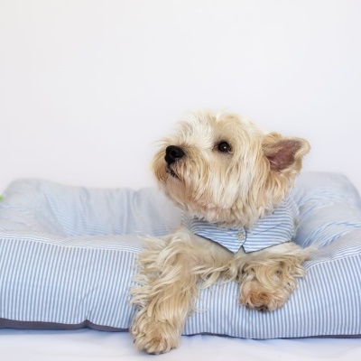 Cão branco numa cama azul de riscas brancas