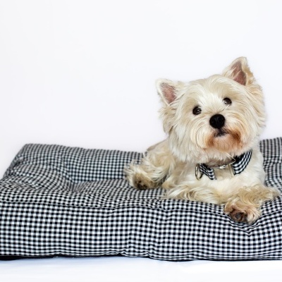 Cão branco deitado numa cama almofadada preta e branca com padrão aos quadrados
