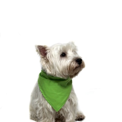 Cão branco com bandana verde
