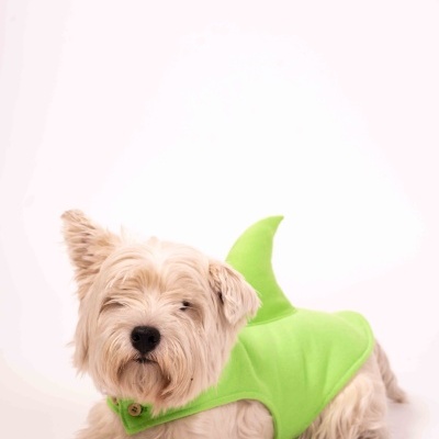 Cão pequeno com fantasia verde de tubarão