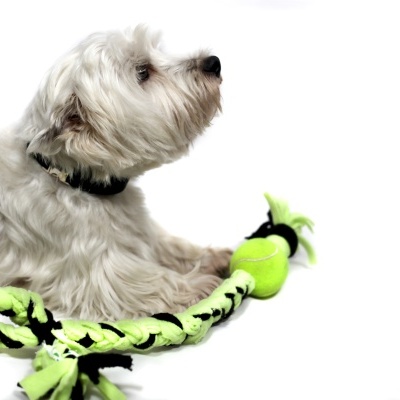 Cão branco deitado com brinquedo de corda verde fluorescente e preto