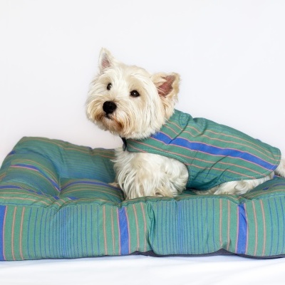 Cão branco pequeno com casaco azul esverdeado riscado deitado numa cama almofadada da mesma cor.