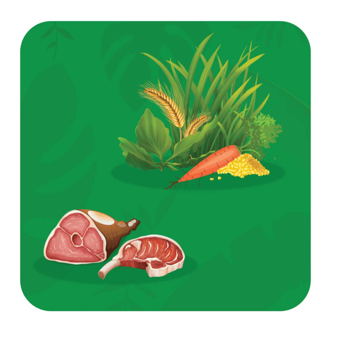 Alimentos ilustrados incluindo carne crua, vegetais e grãos num fundo verde.
