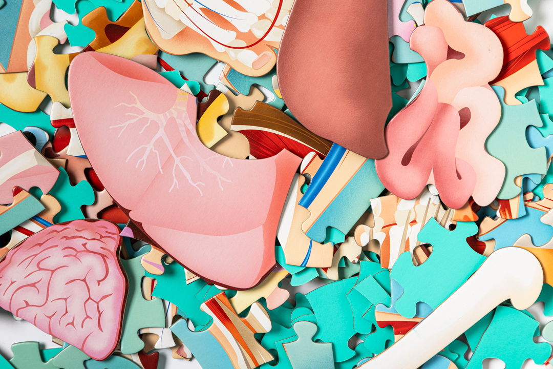 Peças de puzzle coloridas com imagens de órgãos humanos
