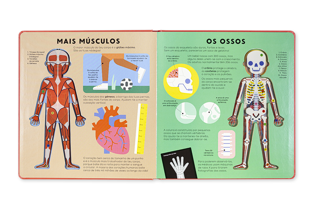 Páginas de livro infantil mostrando músculos e ossos do corpo humano com ilustrações coloridas e texto educativo em português.