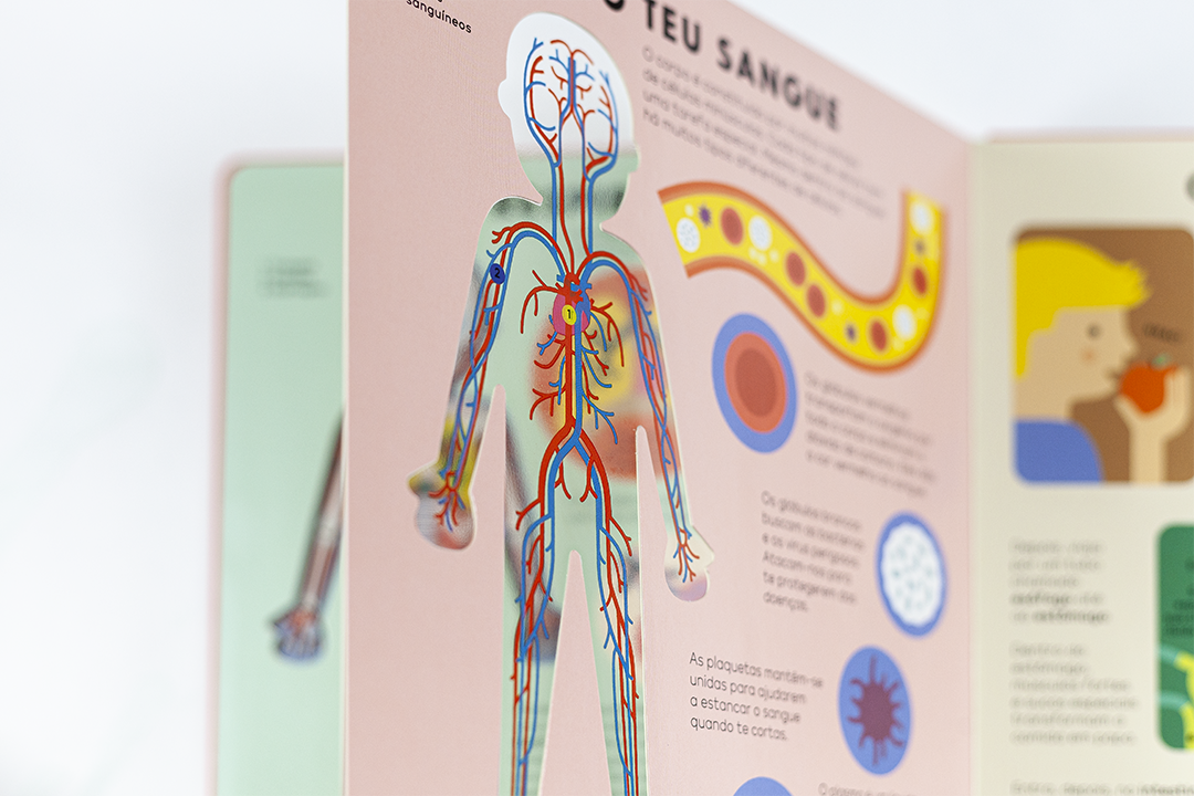Página de livro ilustrado sobre sistema circulatório humano em cores vivas com texto em português.
