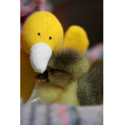 Boneco de pato amarelo de tecido ao lado de um pintainho real