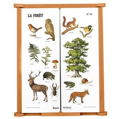 Poster educativo com ilustrações da floresta e moldura de madeira.