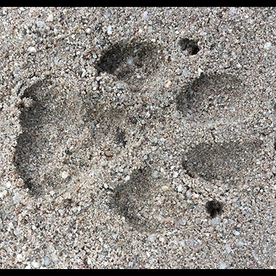 Impressão de pata na areia granulada bege e castanho.