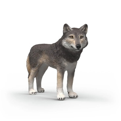 Réplica realista de lobo cinzento em fundo branco
