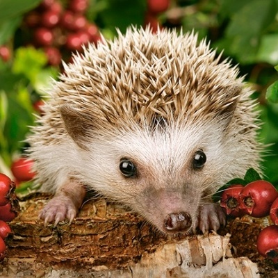 Ouriço-cacheiro em tronco com bagas vermelhas e folhas verdes
