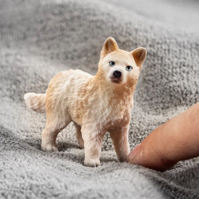 Miniatura de cão branco com olhos azuis sobre tecido cinzento