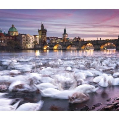Vista de um rio com gansos e ponte histórica ao entardecer