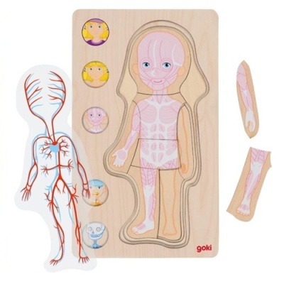 Quebra-cabeças de madeira com diferentes sistemas do corpo humano, peças destacáveis com ilustrações