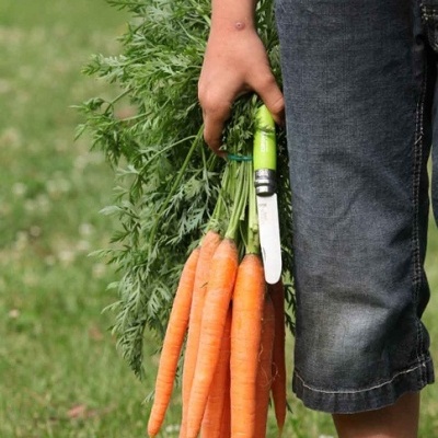 Pessoa de calções a segurar cenouras frescas com uma faca pequena e ramo de folhas verdes