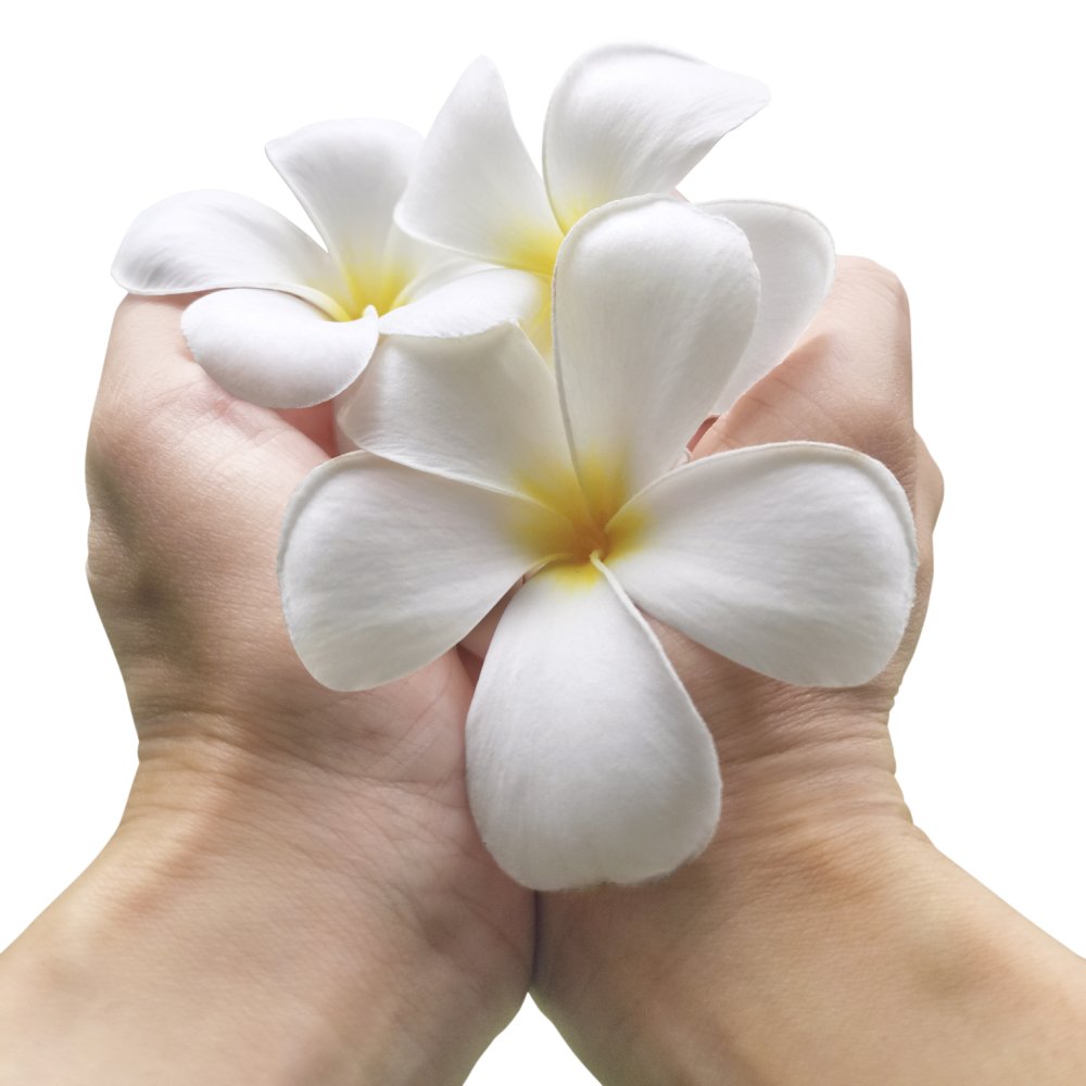 Essência Aromática de Monoi Duas mãos segurando flores brancas com centro amarelo