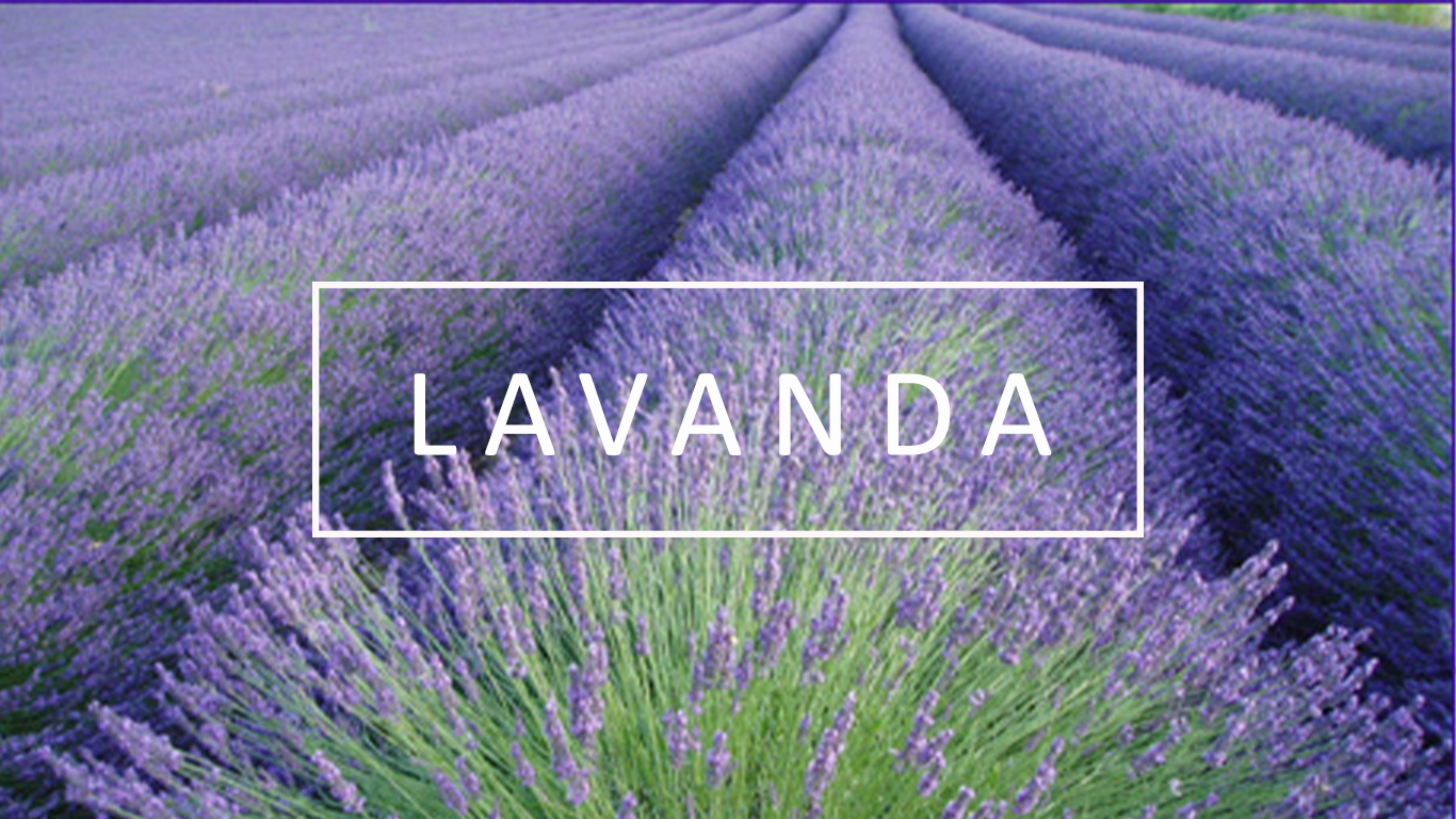 LAVANDA: A RAÍNHA DA AROMATERAPIA OU O “OURO AZUL” Campo de lavanda com flores roxas e texto