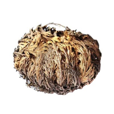 Flor desértica seca castanho claro e dourada, textura áspera