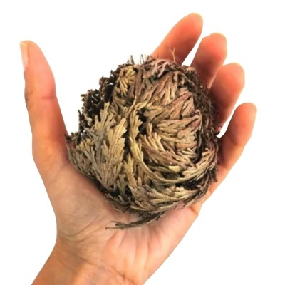 Planta suculenta verde-acinzentada na mão sobre fundo branco