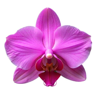Flor de orquídea rosa isolada