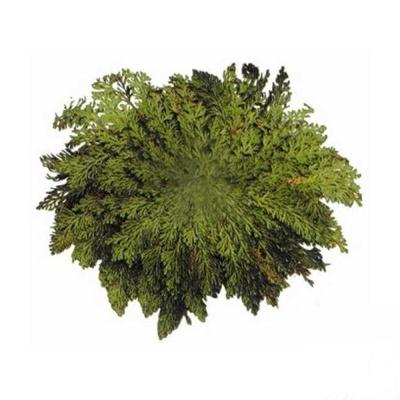 Folhagem verde arredondada sobre fundo branco