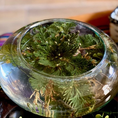 Recipiente de vidro redondo com planta verde submersa em água