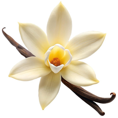 Flor branca creme de baunilha com vagens castanhas escuras