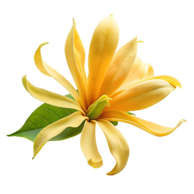 Flor amarela com pétalas longas e arqueadas e duas folhas verdes