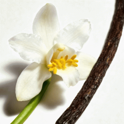 Creme&#x20;ALTARO&#x20;200ML&#x20;NEECHE&#x20;HOUSE