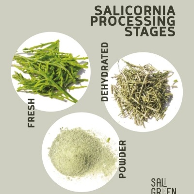Fases de processamento da salicórnia fresca, desidratada e em pó com texto e marca Sali Green