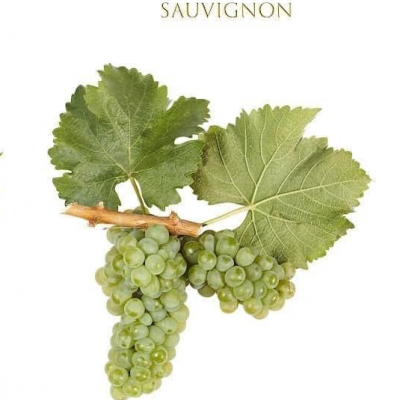 Cacho de uvas verdes com folhas e texto Sauvignon