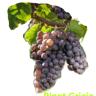 Cacho de uvas Pinot Grigio com folhas verdes