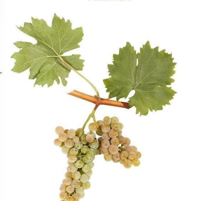 Ramo de uva com folhas verdes e cachos de uvas brancas, texto VIORICA