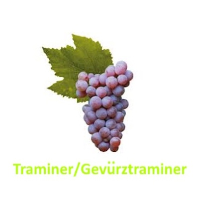 Cacho de uvas Traminer/Gevürztraminer rosadas com folha verde e texto