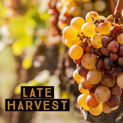 Cachos de uvas amarelas e roxas com texto 'LATE HARVEST' em letras amarelas.