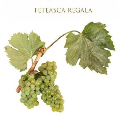 Cacho de uvas verdes com folhas e texto FETEASCA REGALA