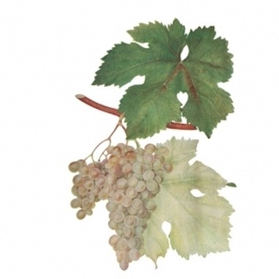 Cacho de uvas brancas com folhas verdes e amareladas