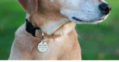 Colarinho preto com medalha dourada num cão creme