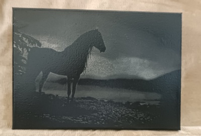 Retrato preto e branco de um cavalo emoldurado sobre fundo claro