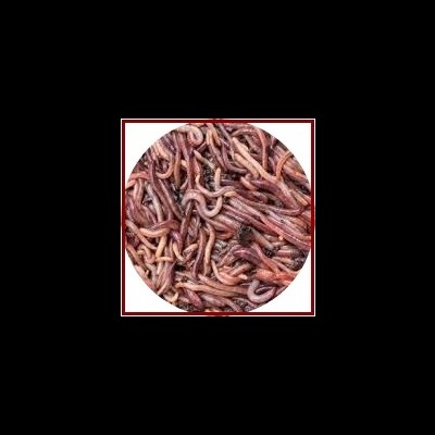 Grupo de minhocas castanhas entrelaçadas em fundo escuro