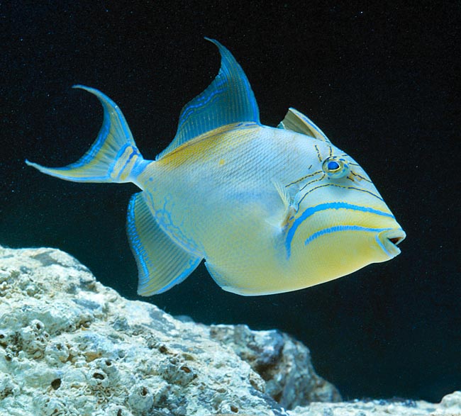 Peixe azul e amarelo próximo a rocha em água escura