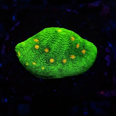 Coral verde fluorescente com pontos amarelos em ambiente escuro